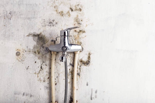 Best Mold Damage Repair  in Dagsboro, DE