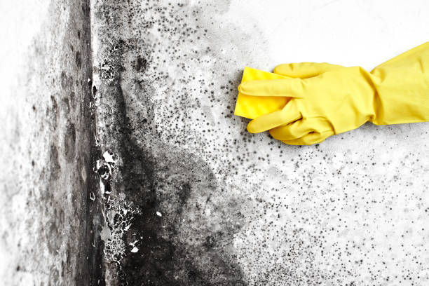 Best Certified Mold Removal  in Dagsboro, DE
