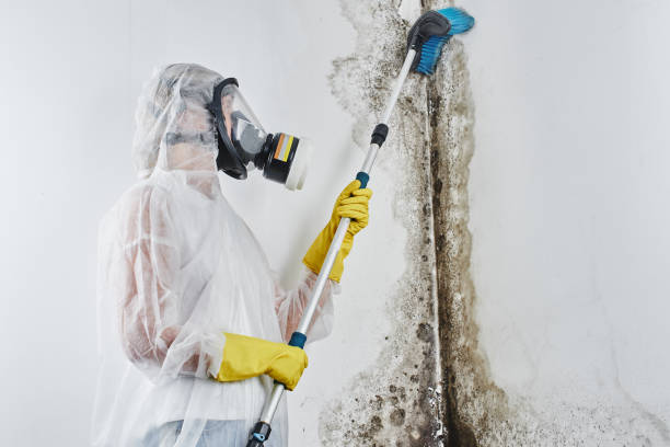 Best Mold Testing  in Dagsboro, DE