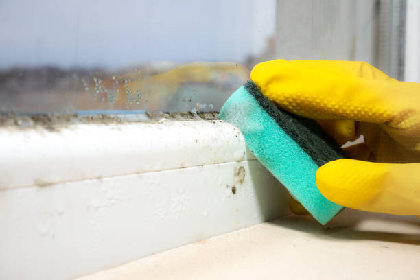 Best Commercial Mold Removal  in Dagsboro, DE