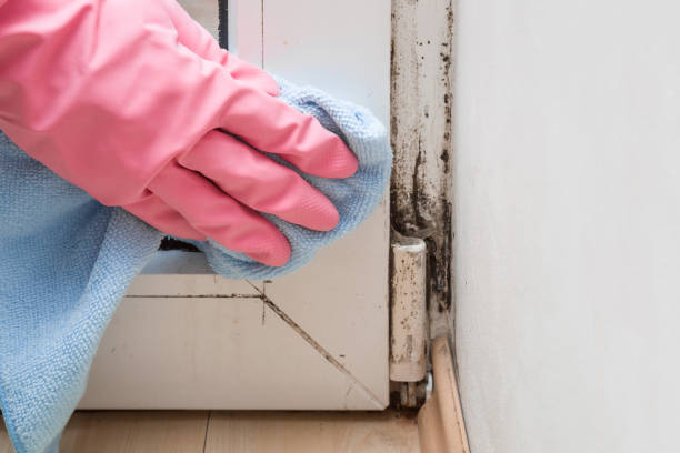 Best Attic Mold Removal  in Dagsboro, DE